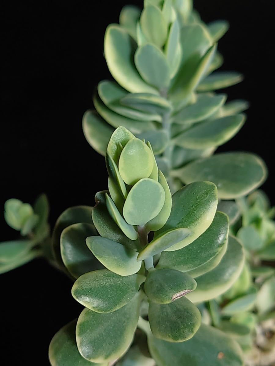 Amazon.co.jp: 多肉植物 シジミ蝶錦 : おもちゃ